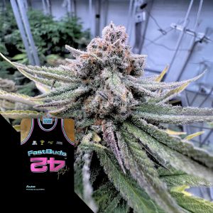 420 Fast Buds Cherry Cola Auto RF3
