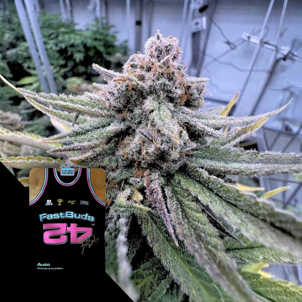 420 Fast Buds Cherry Cola Auto RF3