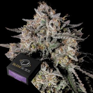 Cherry Essence Silent Seeds