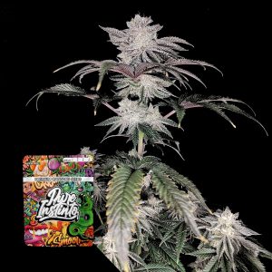 Cherry Melt Puro Instincto
