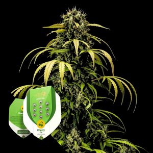 Cherry Pie Auto Royal Queen Seeds