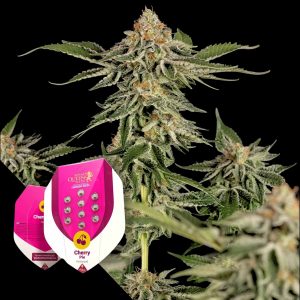 Cherry Pie Royal Queen Seeds