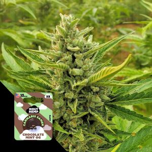 Chocolate Mint Og Holy Hemp