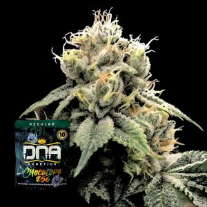 Chocolope 256 Dna Genetics