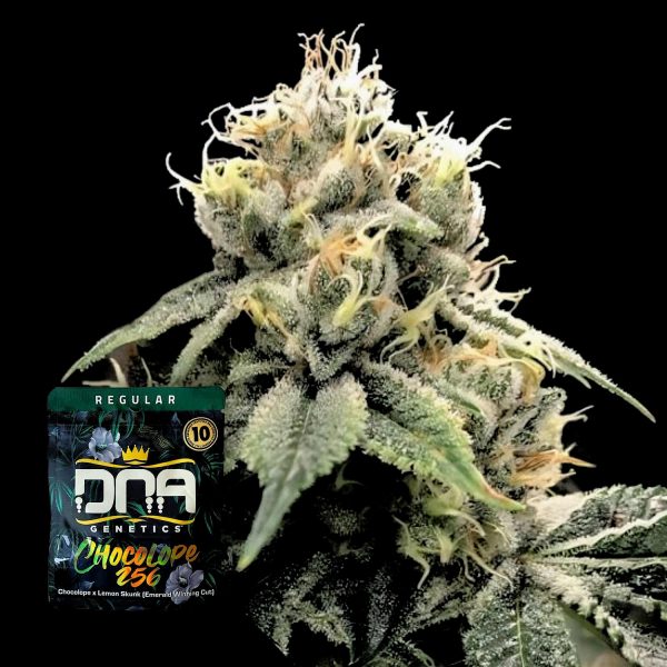 DNA Genetics Chocolope 256