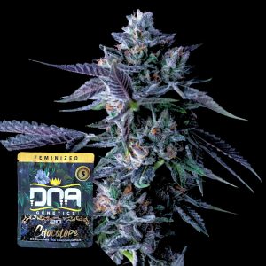 Chocolope Dna Genetics