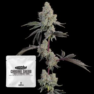 Chrome Sherb Grounded Genetics