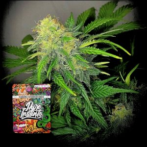 Clementine Dream Auto Puro Instincto