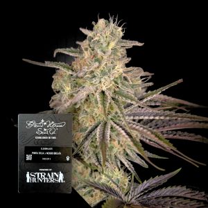 Cloudwalker Green House Seeds
