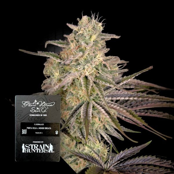 Green House Seeds Cloudwalker