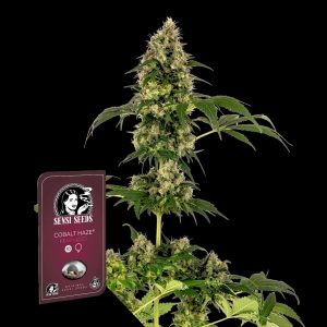 Cobalt Haze Sensi Seeds