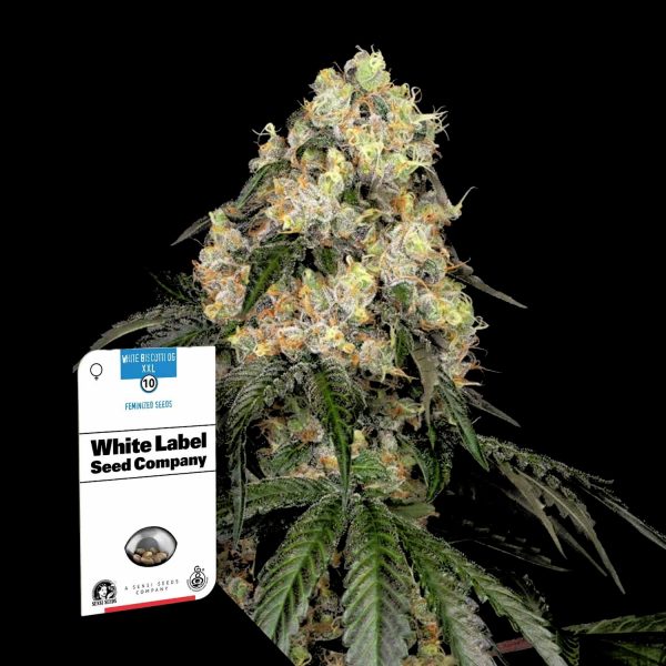Sensi Seeds White Biscotti OG XXL