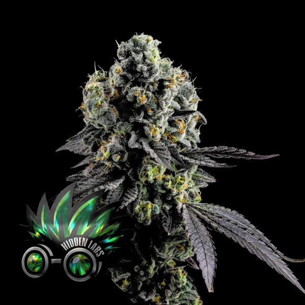 Hidden Labs College Mints