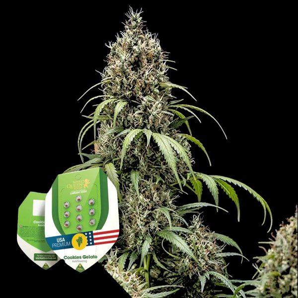 Royal Queen Seeds Cookies Gelato Auto