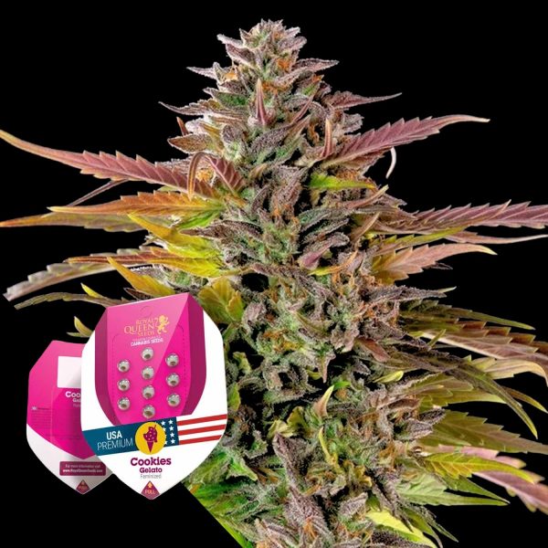 Royal Queen Seeds Cookies Gelato
