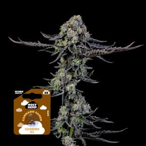 Cookies Xl Holy Hemp