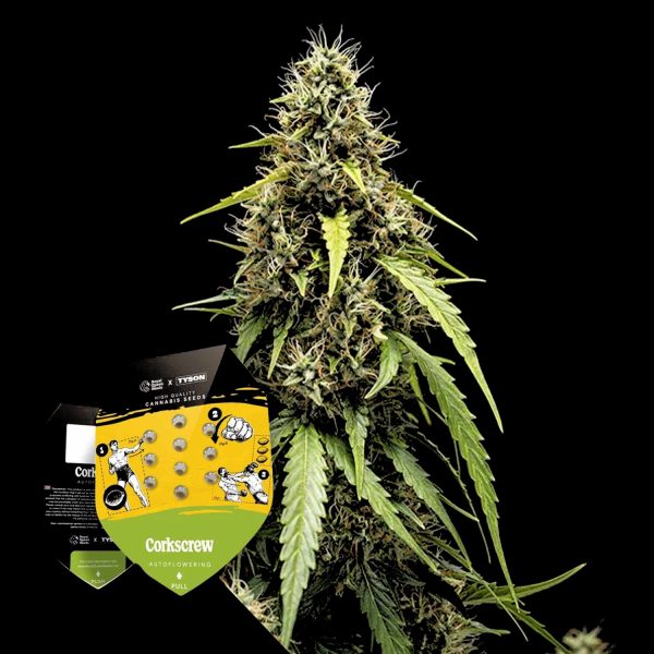 Royal Queen Seeds Corkscrew Auto