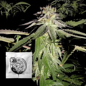 Corleone Kush Cali Connection