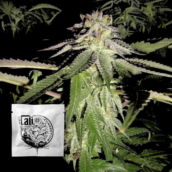 Cali Connection Corleone Kush