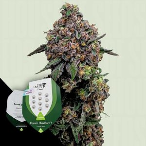 Cosmic Cheddar F1 Royal Queen Seeds