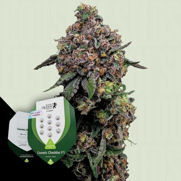 Royal Queen Seeds Cosmic Cheddar F1
