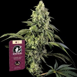 Cosmic Kiss Sensi Seeds