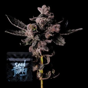 Cosmic Pop Rocks Seed Junky Genetics