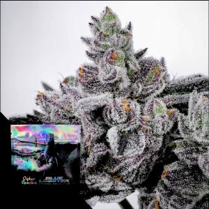 Cotton Candy Lobster Cipher Genetics