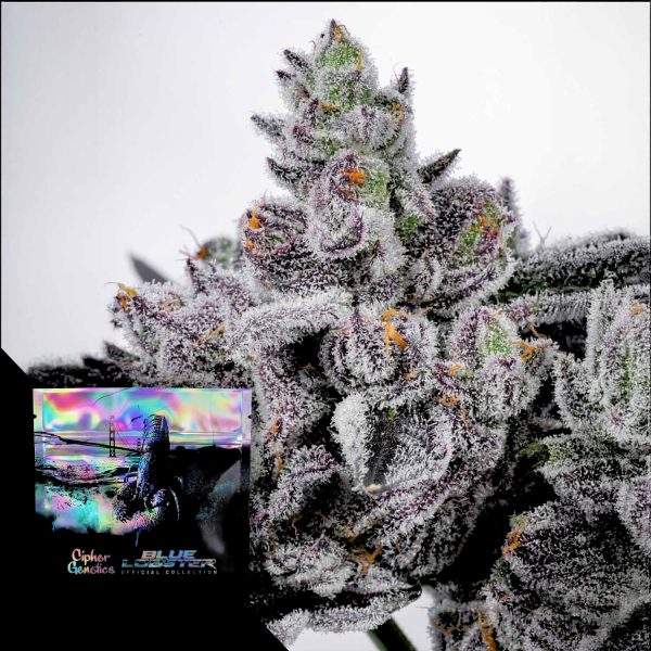 Cipher Genetics Cotton Candy Lobster
