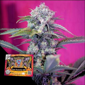 Cream Mandarine Xl Auto Sweet Seeds