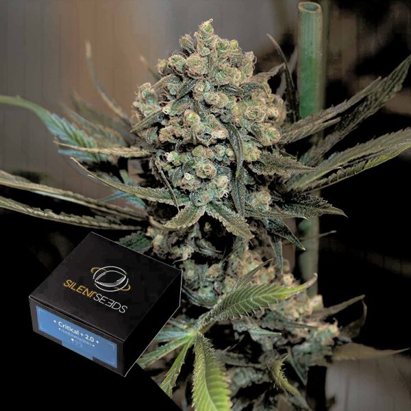 Silent Seeds Critical + 2.0 AUTO