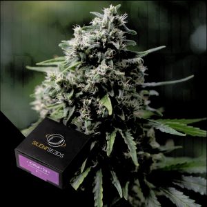 Critical 20 Silent Seeds