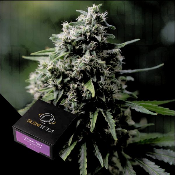 Silent Seeds Critical + 2.0
