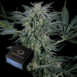 Critical Jack Auto Silent Seeds