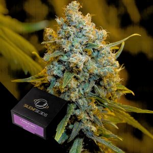 Critical Jack Silent Seeds
