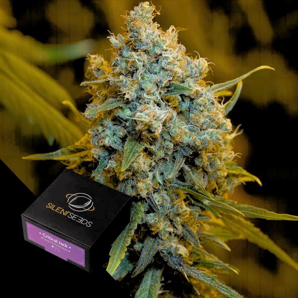 Silent Seeds Critical Jack