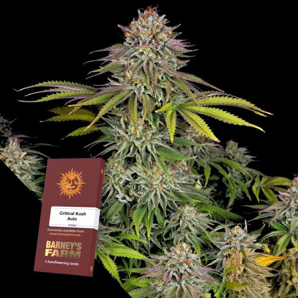 Barneys Farm Critical Kush Auto
