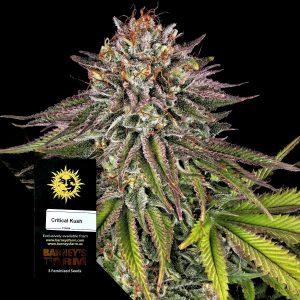Critical Kush Barneys Farm