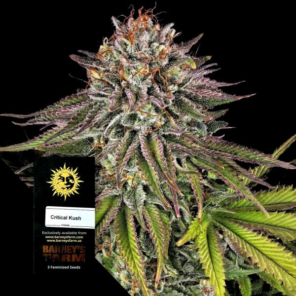 Barneys Farm Critical Kush