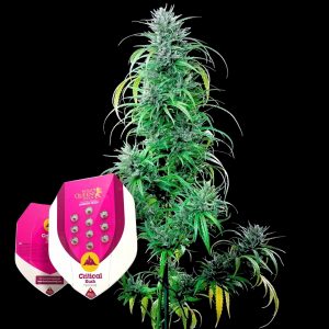 Critical Kush Royal Queen Seeds