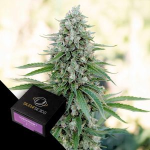 Critical Mango Silent Seeds