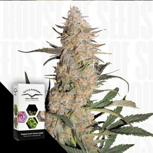 Dutch Passion Critical Orange Punch