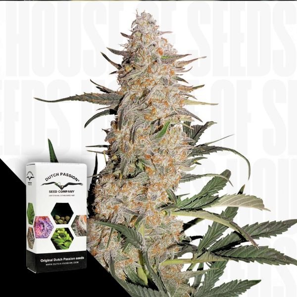 Dutch Passion Critical Orange Punch