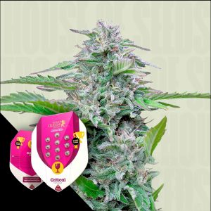 Critical Royal Queen Seeds