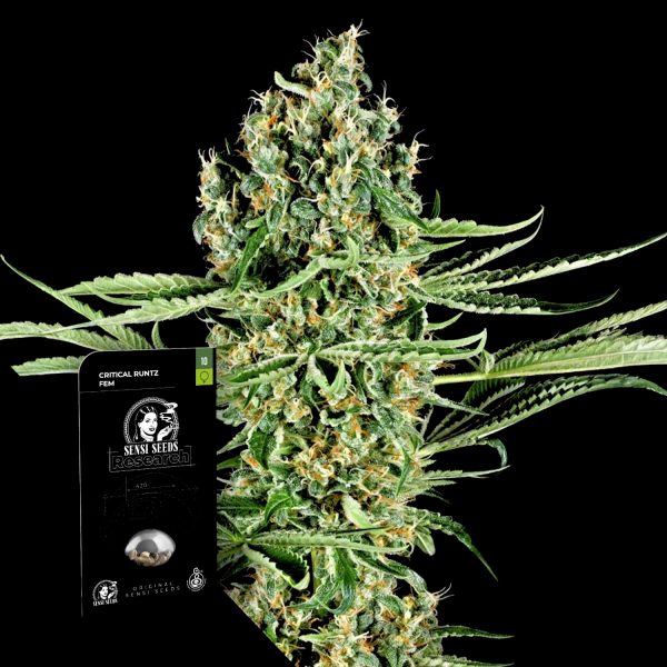 Sensi Seeds Critical Runtz