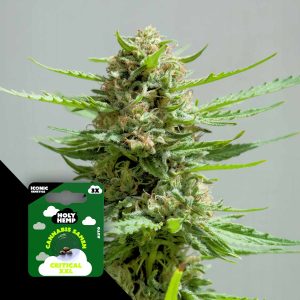 Critical Xxl Holy Hemp