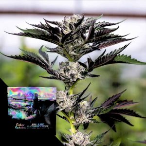 Crusher Claw Cipher Genetics