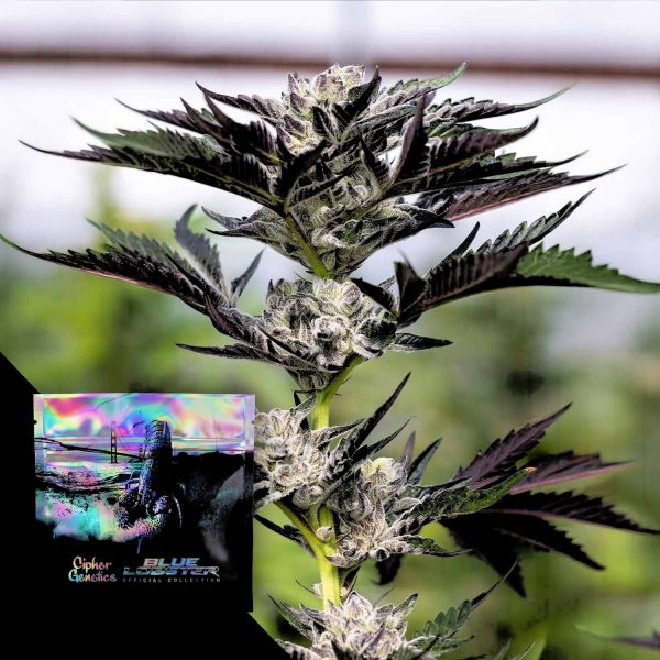 Cipher Genetics Crusher Claw
