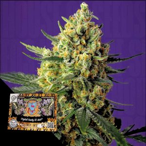 Crystal Candy Xl Auto Sweet Seeds