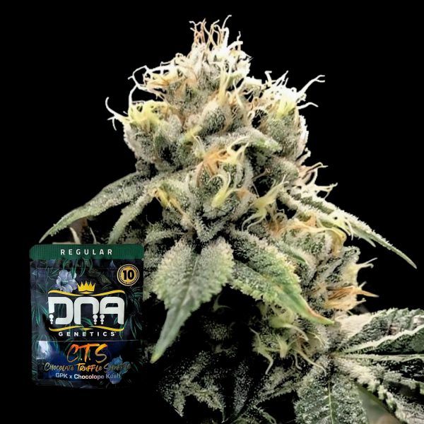 DNA Genetics C.T.S.
